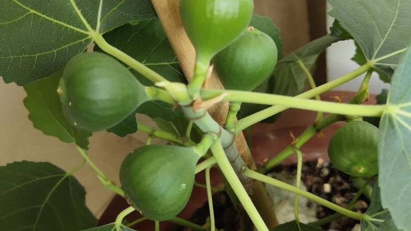 机房网络维护合同范本：保障企业IT稳定运行的基石